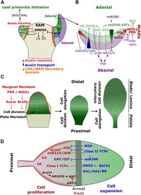 Mechanisms Underlying the Environmentally Induced Plasticity of Leaf Morphology